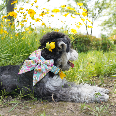 Dog wearing The Lena Lady Bow Collar