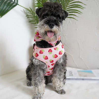 Dog in The Strawberry Shortcake Harness