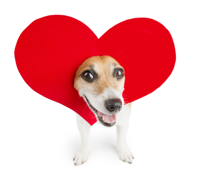 Customer Favorites dog with heart on head