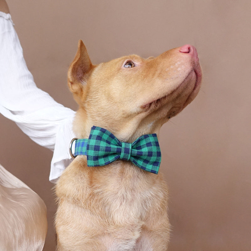 Personalized Lucas Collar Bow Tie – Pup Unleashed