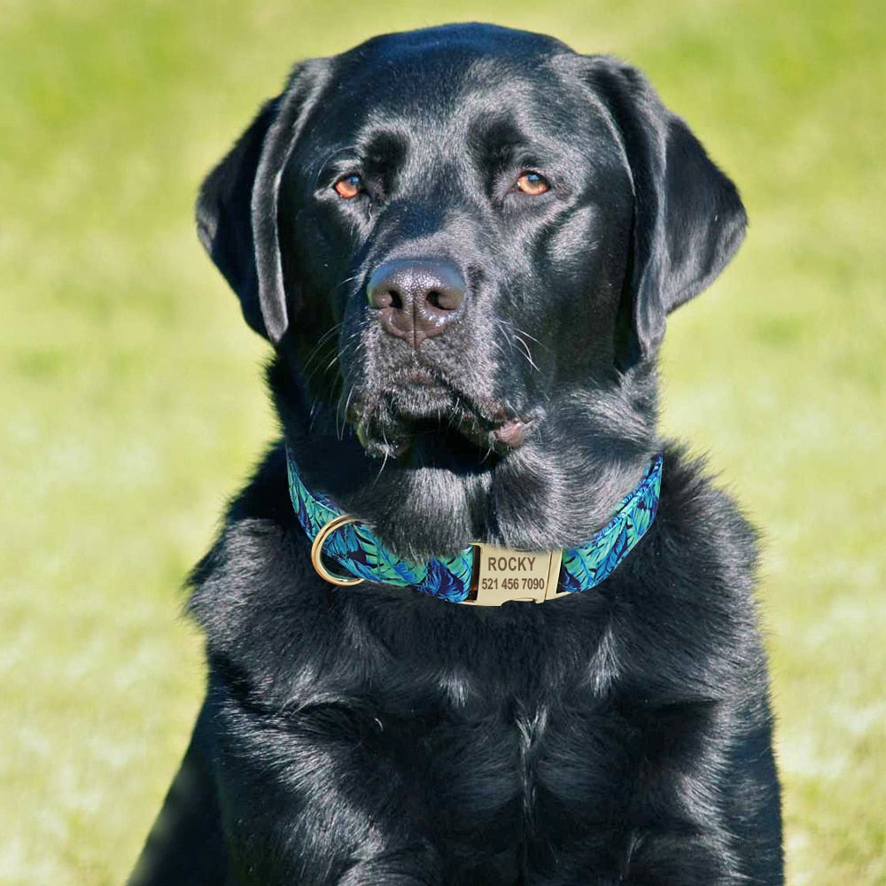 Personalized Lola Collar and Leash Set – Pup Unleashed